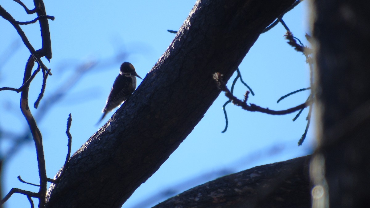 Black-backed Woodpecker - ML119613541
