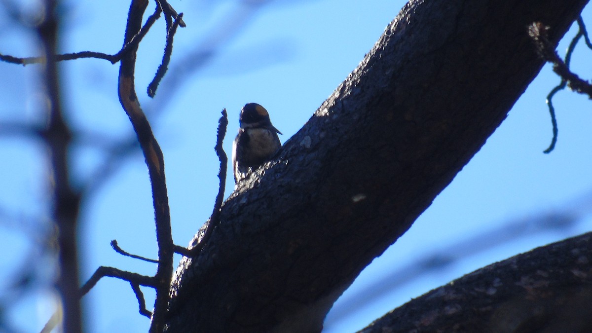 Black-backed Woodpecker - ML119613551