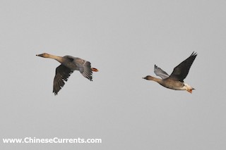 Taiga Bean-Goose, ML119615791
