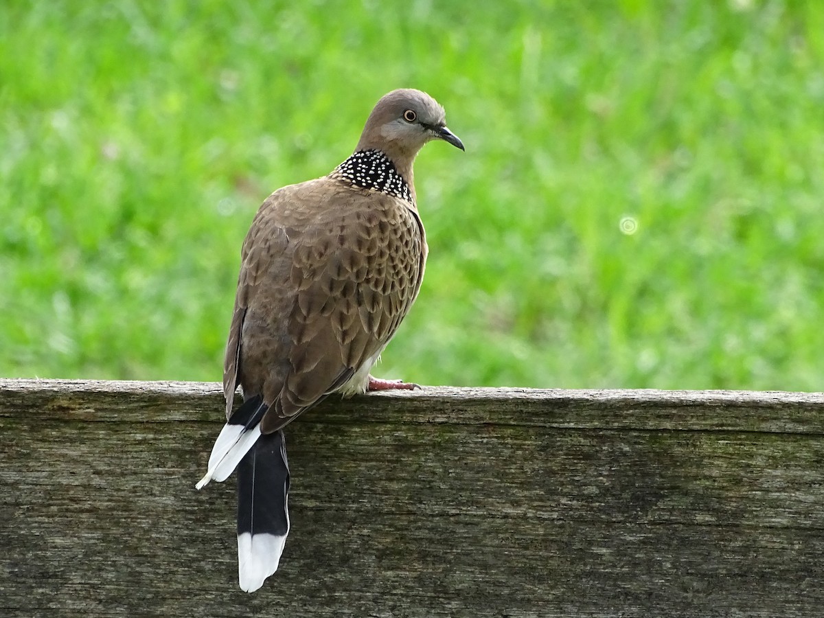 Spotted Dove - ML119616191
