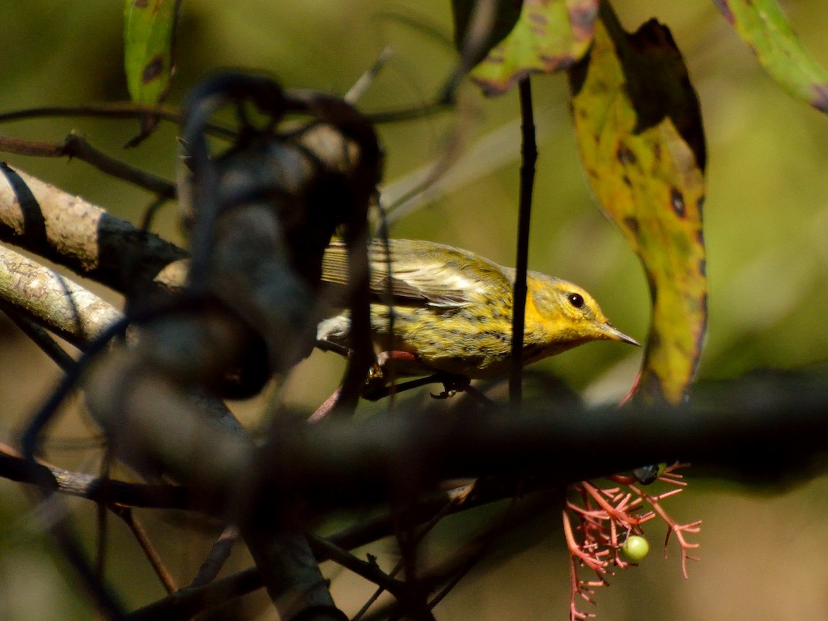 Cape May Warbler - Bente Torvund