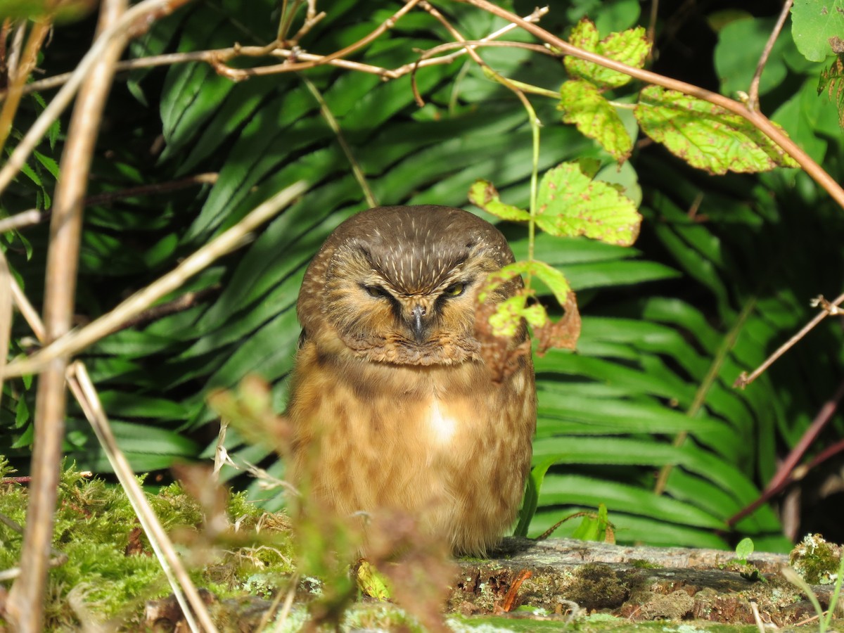 Northern Saw-whet Owl - James Bradley