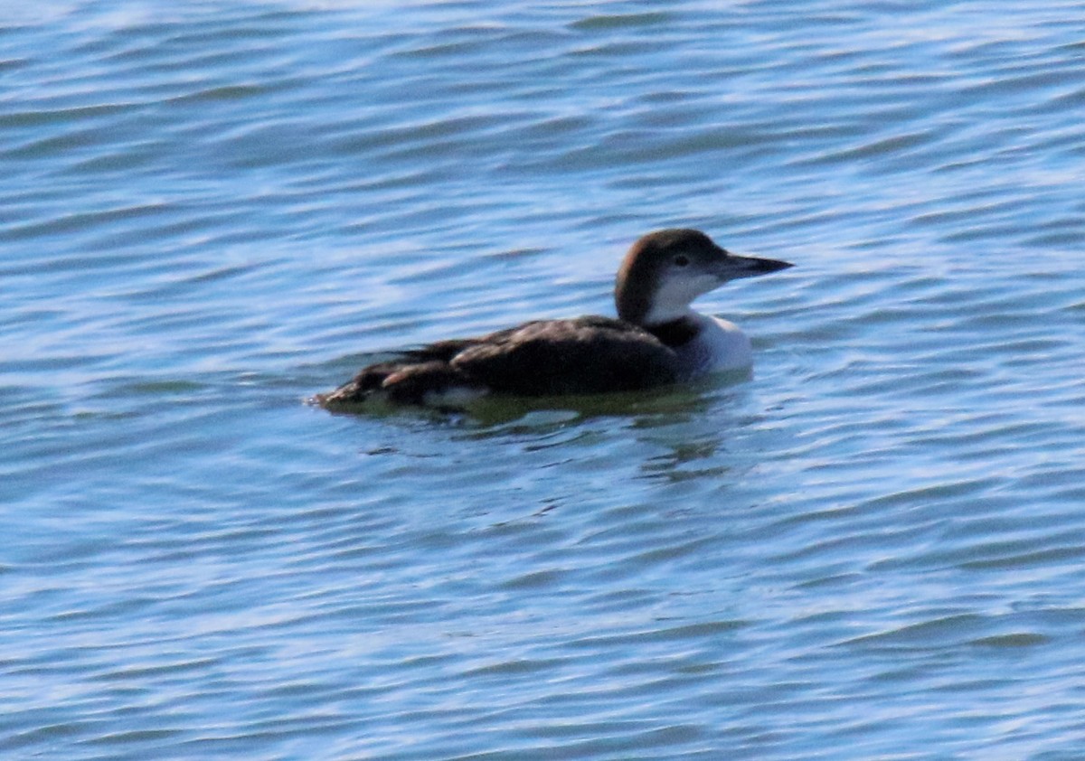 Common Loon - Tammie Vied Smith