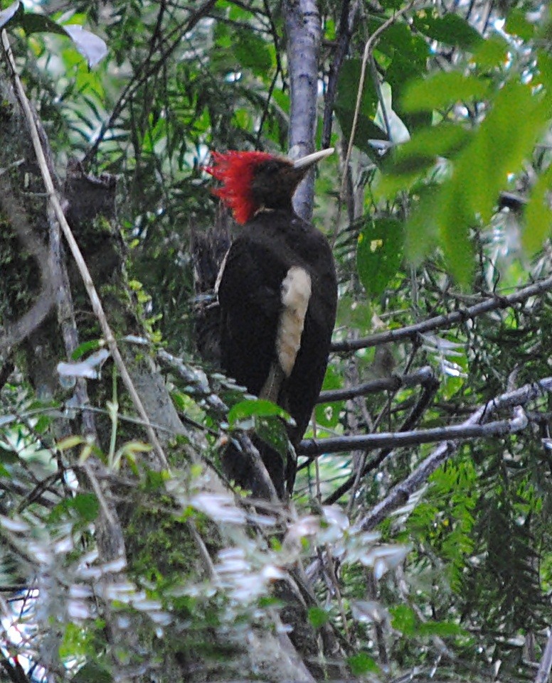 Helmeted Woodpecker - ML119621081