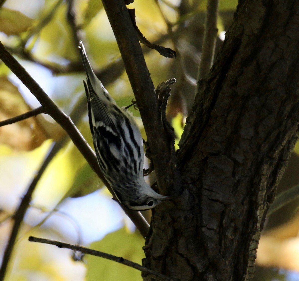 Black-and-white Warbler - Katie Gooby