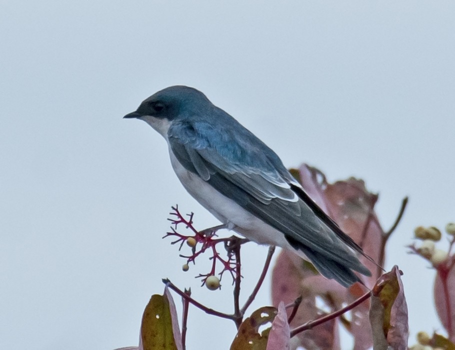 Tree Swallow - Jack and Shirley Foreman