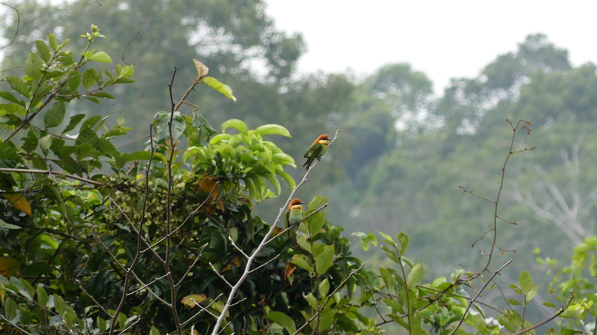 Chestnut-headed Bee-eater - Thanakrit Wongsatit