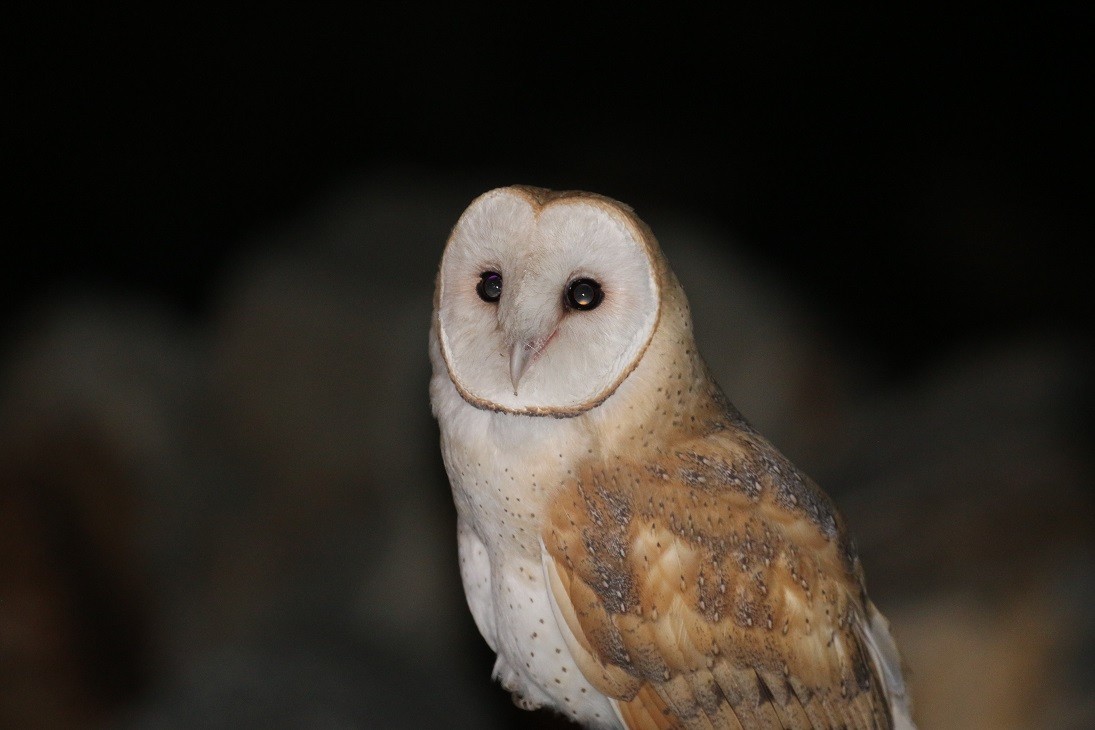 Barn Owl - Robin L.