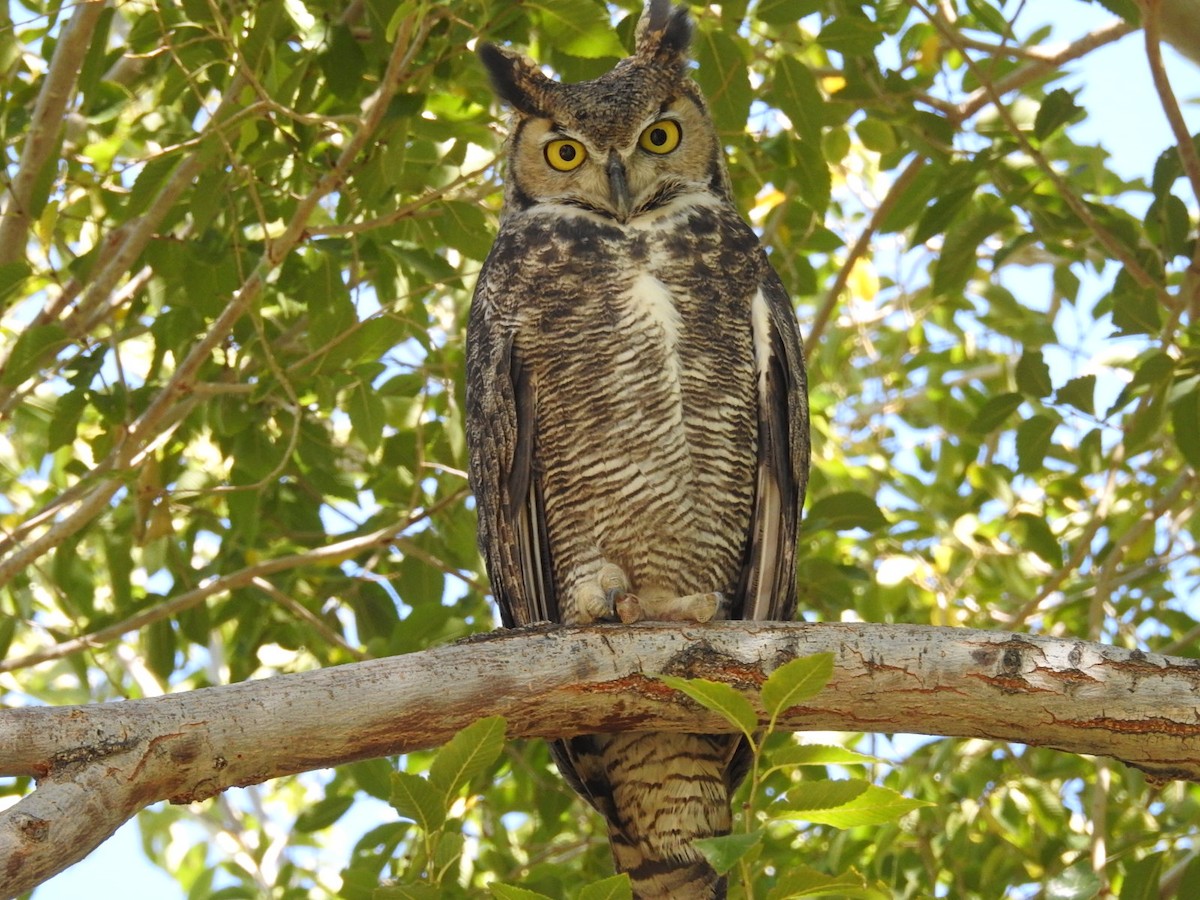 Great Horned Owl - ML119626691