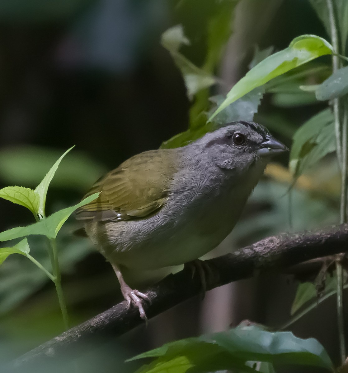 Green-backed Sparrow - ML119628531