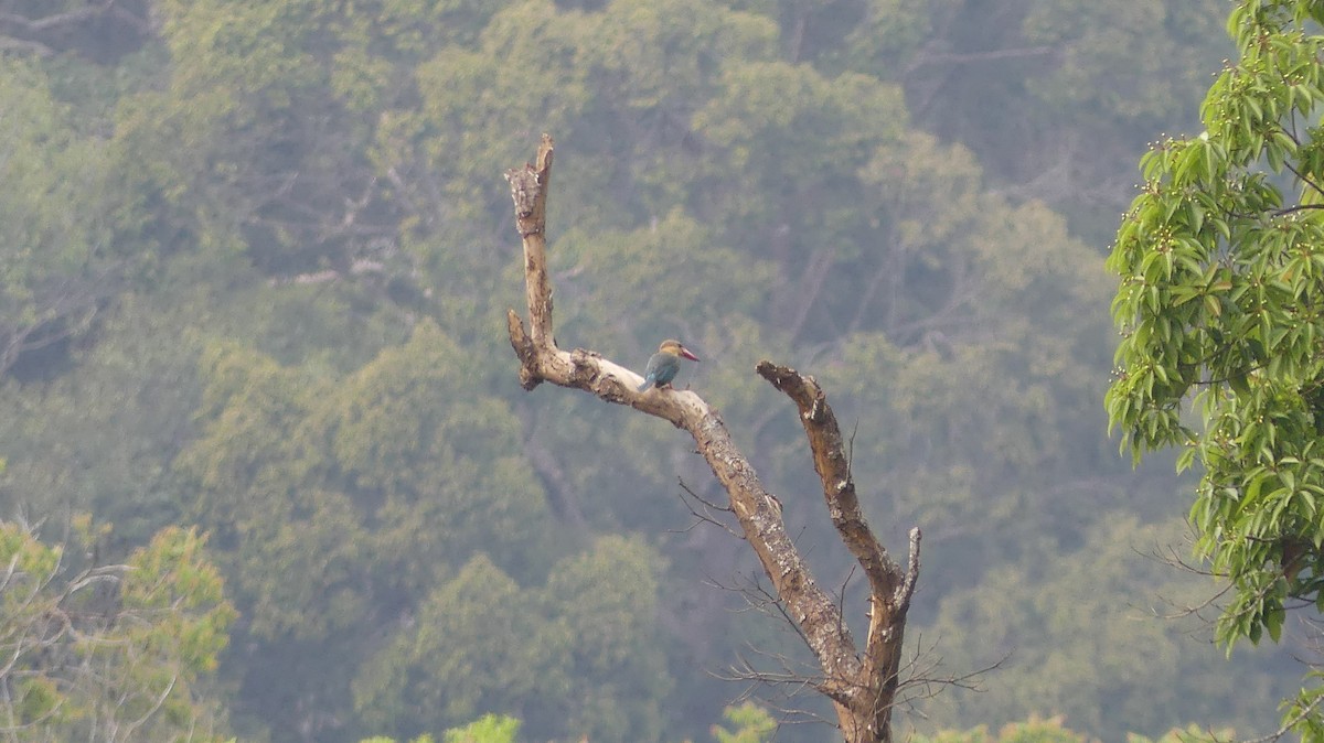 Stork-billed Kingfisher - Thanakrit Wongsatit
