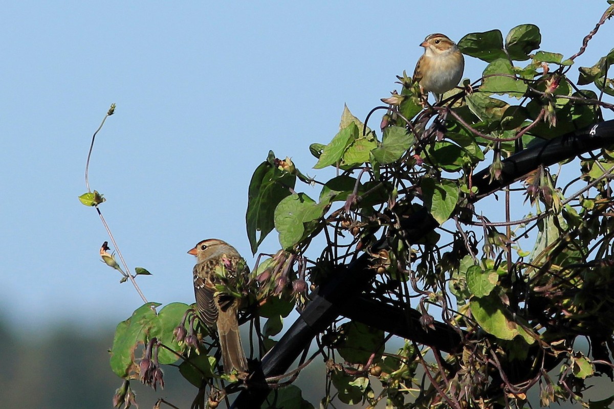 Clay-colored Sparrow - ML119629871