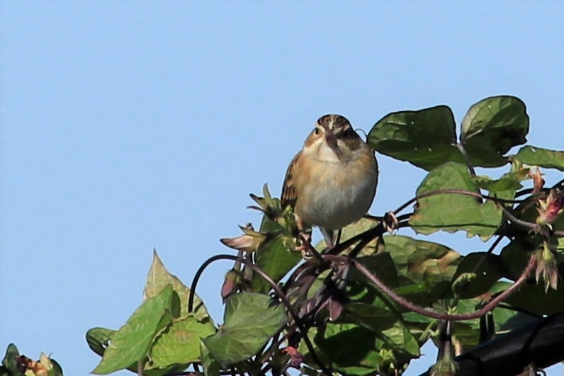 Clay-colored Sparrow - ML119629991
