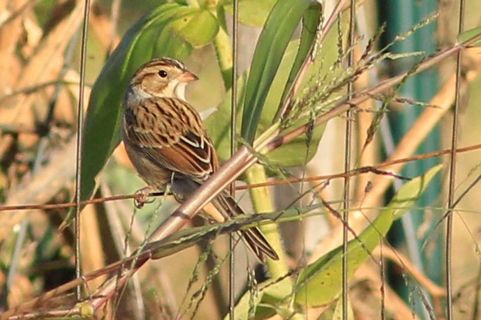 Clay-colored Sparrow - ML119630051