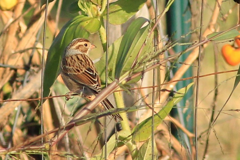Clay-colored Sparrow - ML119630061