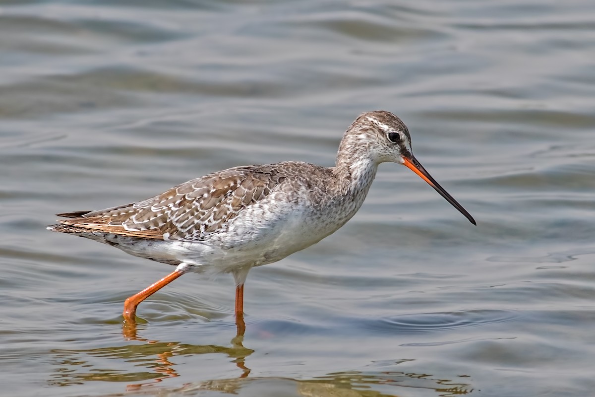 Spotted Redshank - ML119630411