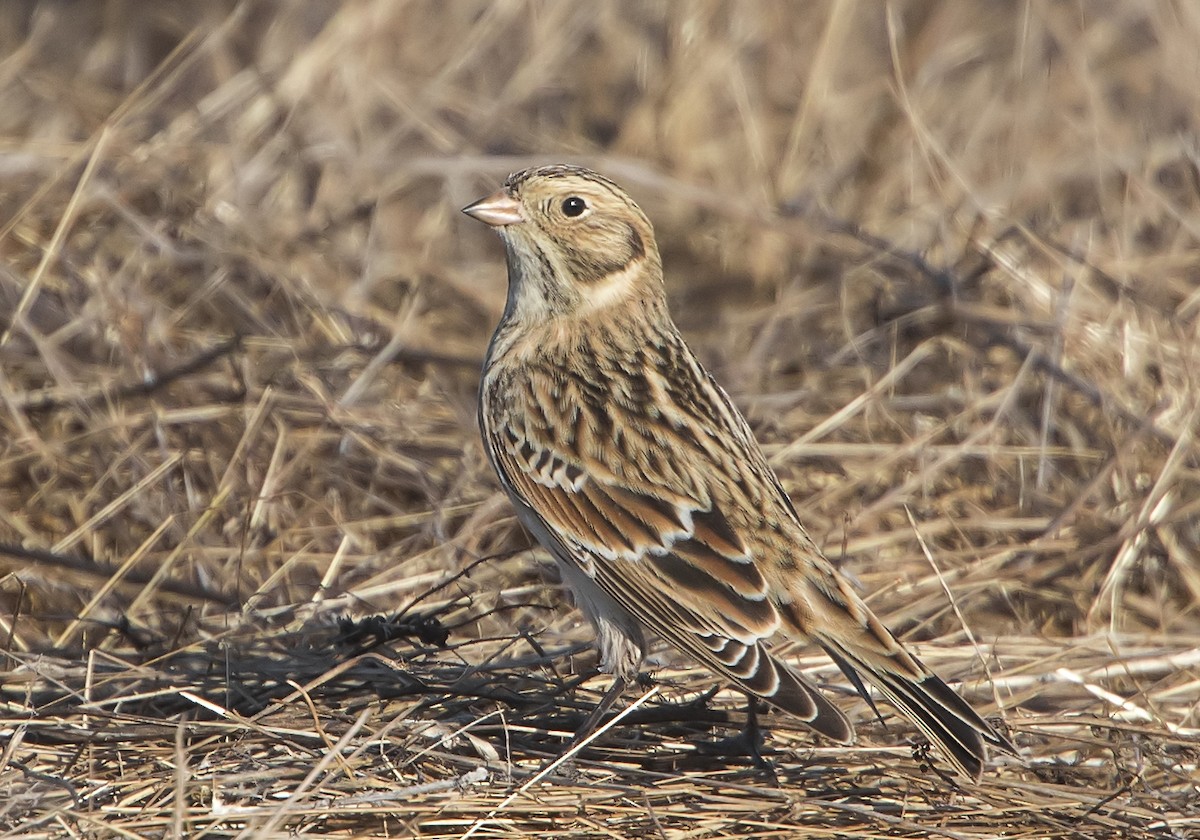 Lapland Longspur - Jerry Ting