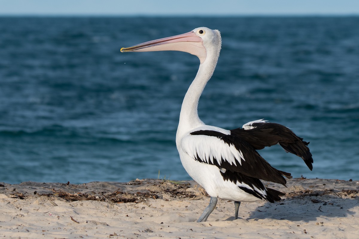 Australian Pelican - Hayley Alexander