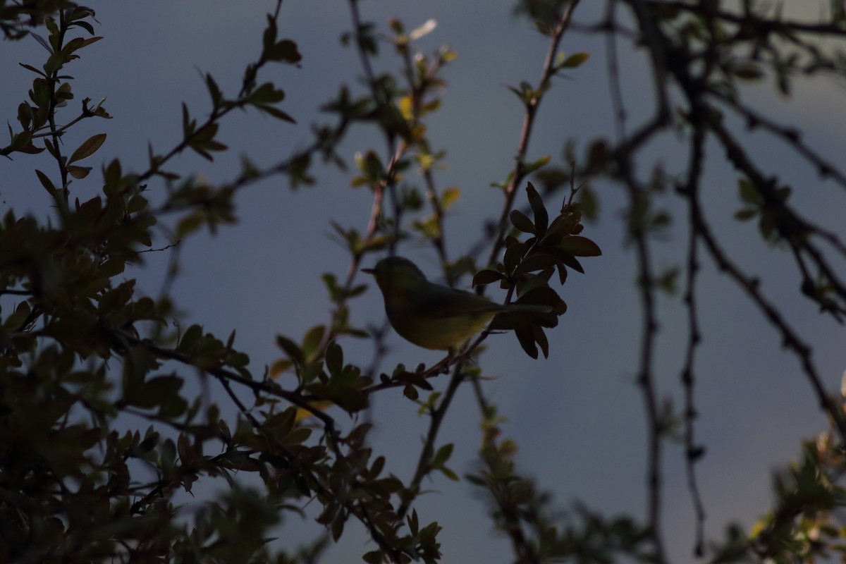 Green-crowned Warbler - Chinmay Rahane