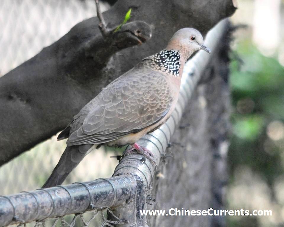 Spotted Dove - Steve Bale