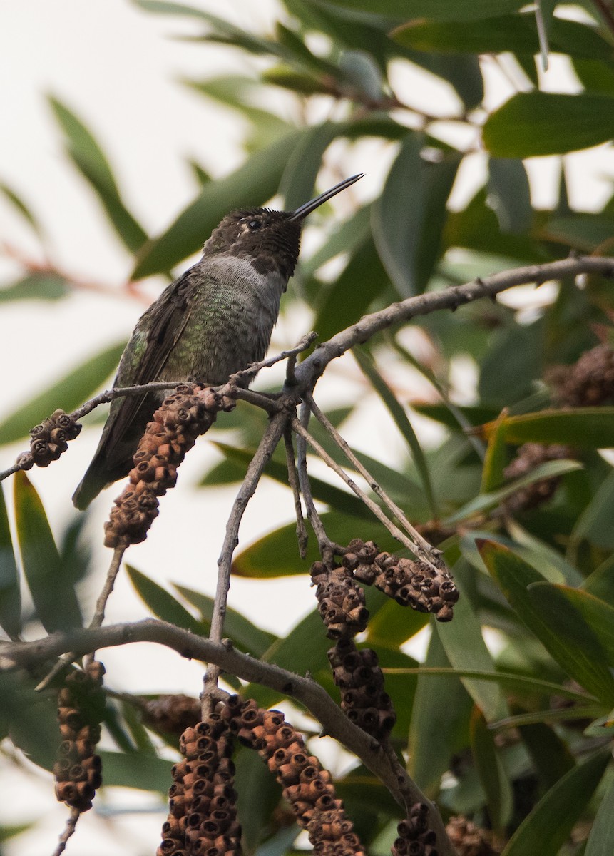 Black-chinned Hummingbird - ML119635191