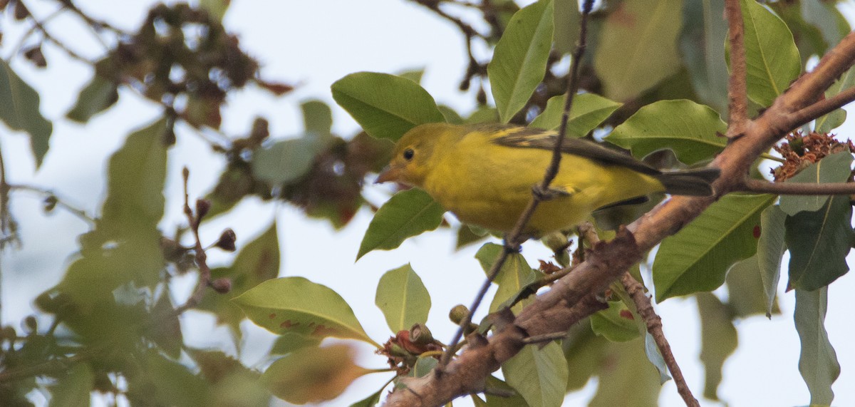 Western Tanager - ML119635241