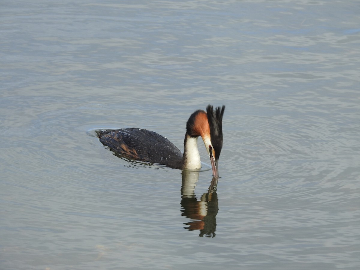 Great Crested Grebe - ML119635411