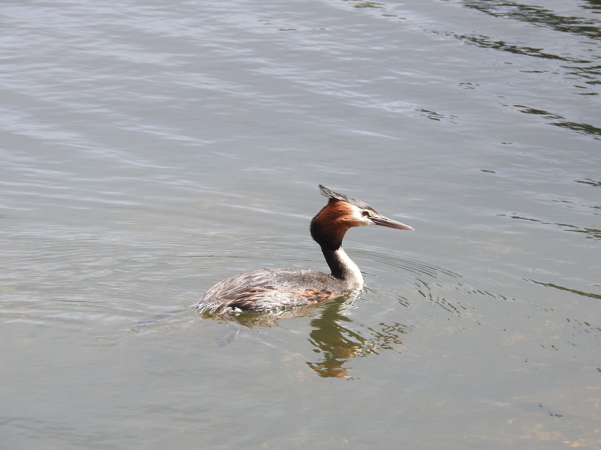 Great Crested Grebe - ML119635421