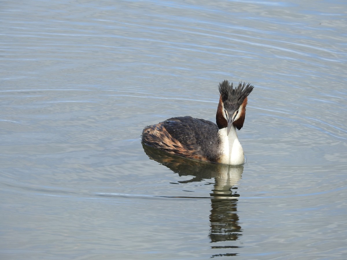 Great Crested Grebe - ML119635431
