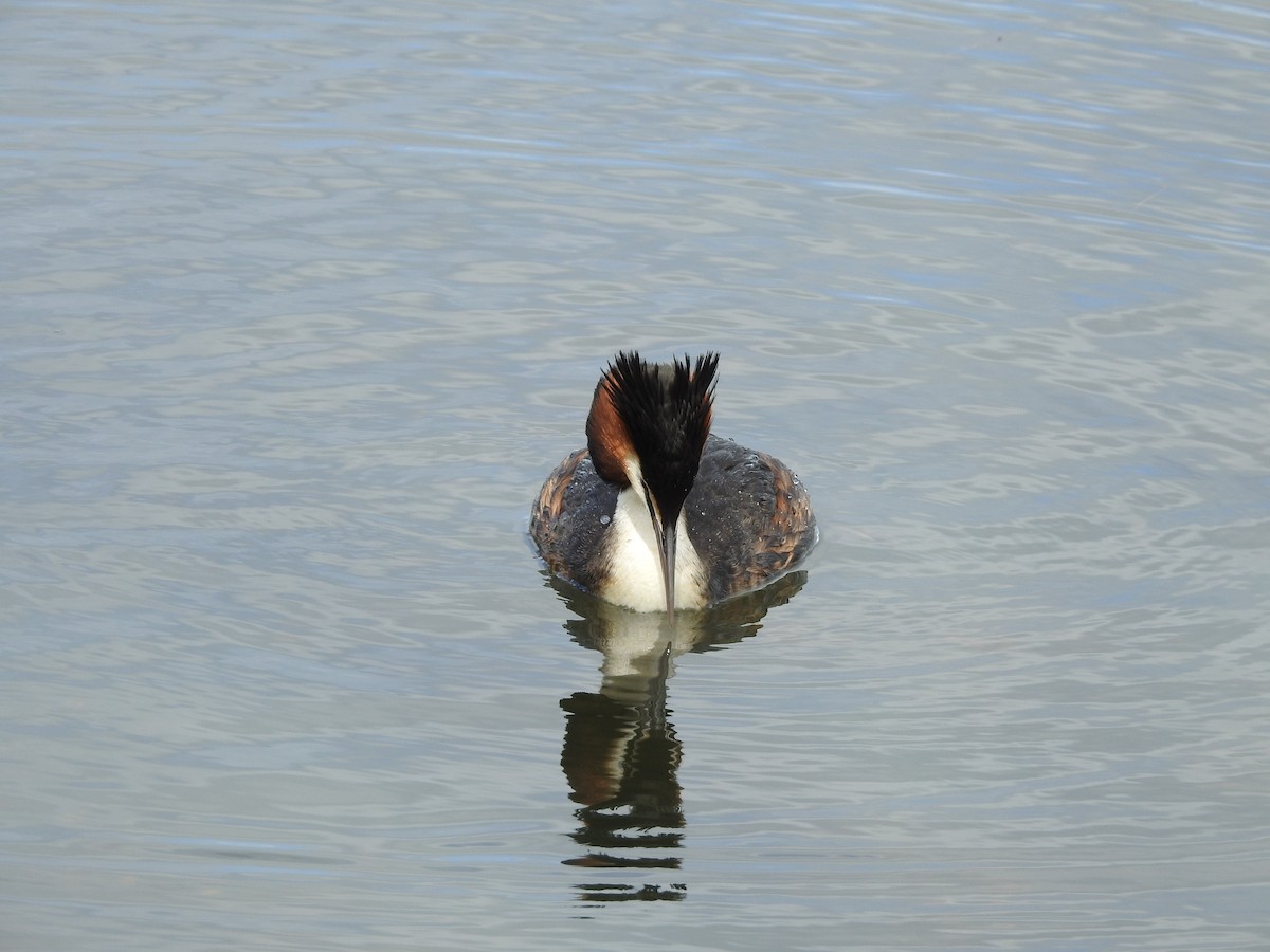 Great Crested Grebe - ML119635441