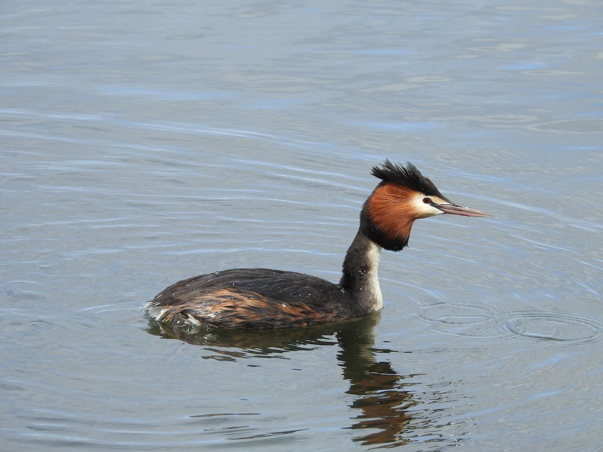 Great Crested Grebe - ML119635451