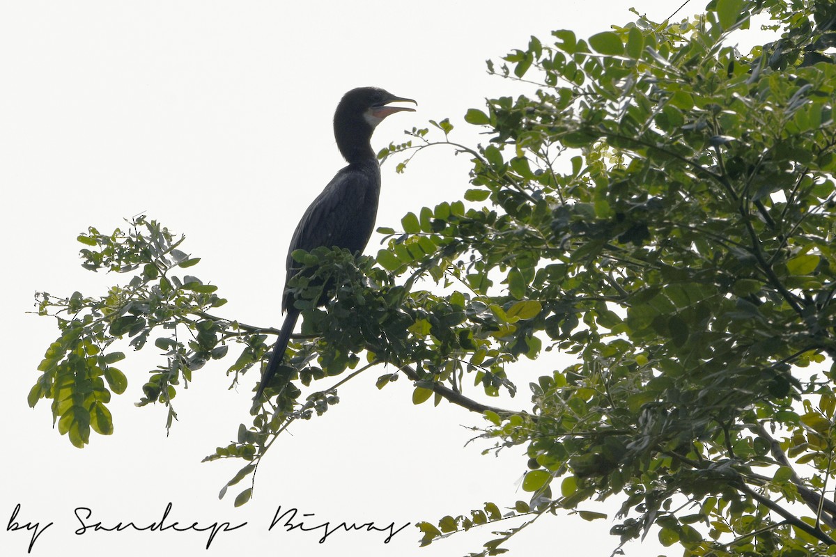 Indian Cormorant - Sandeep Biswas