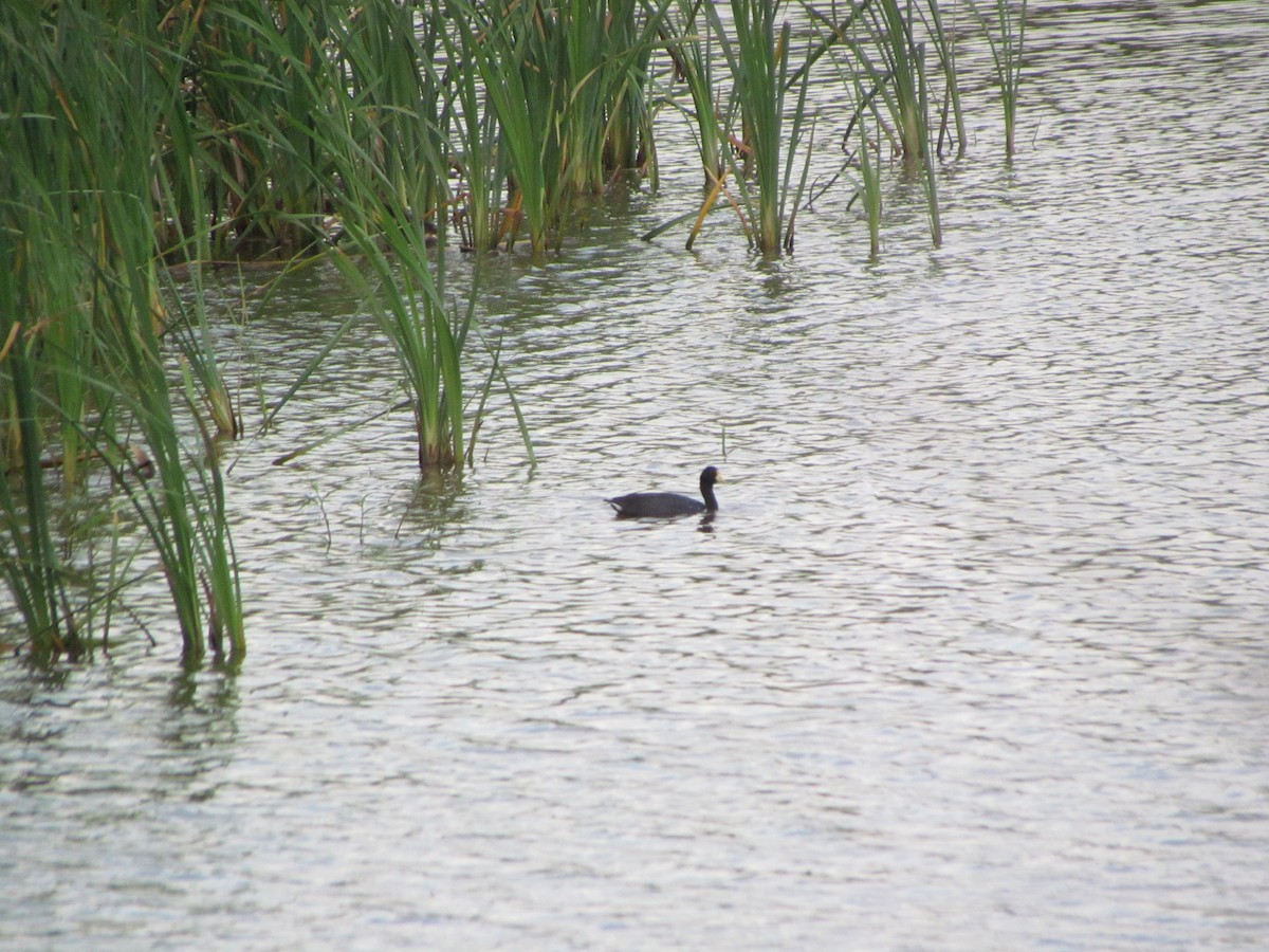 White-winged Coot - ML119635731