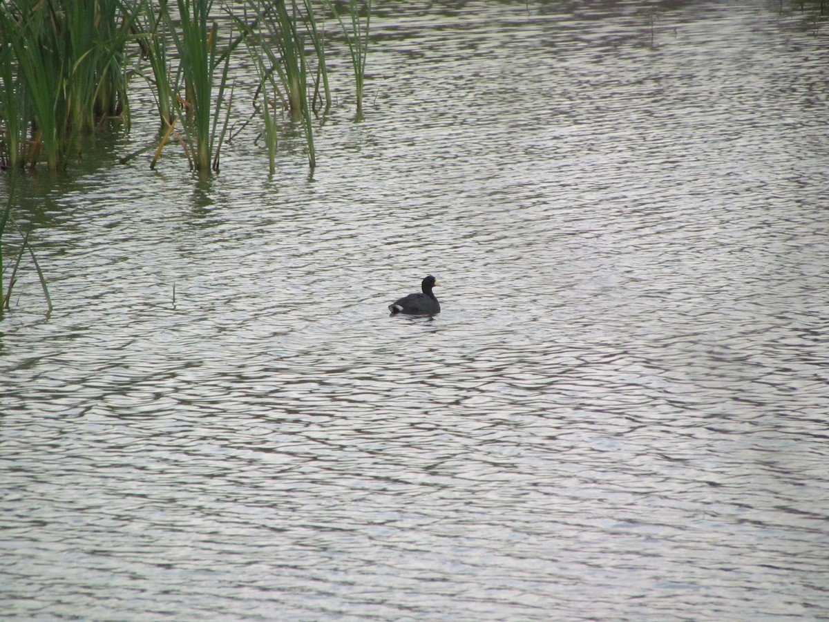 White-winged Coot - ML119635881