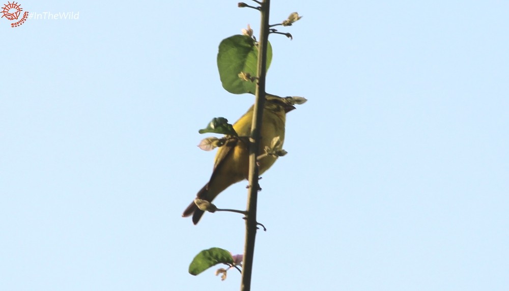 Yellow-fronted Canary - Janine Duffy