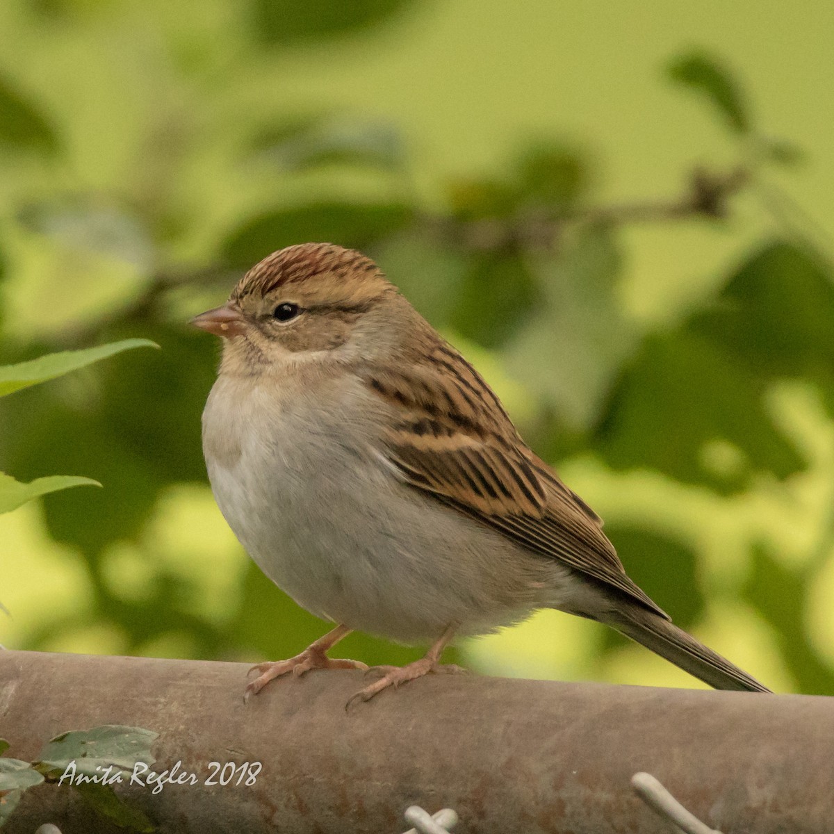 Chipping Sparrow - Anita Regler