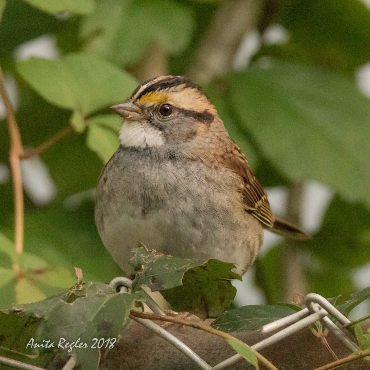 White-throated Sparrow - Anita Regler