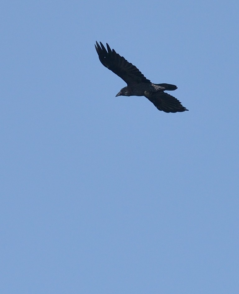 Common Raven - Gordan Pomorišac
