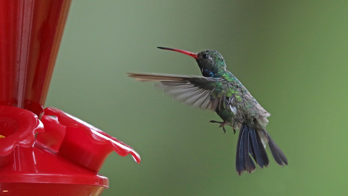 Broad-billed Hummingbird - Daniel Jauvin