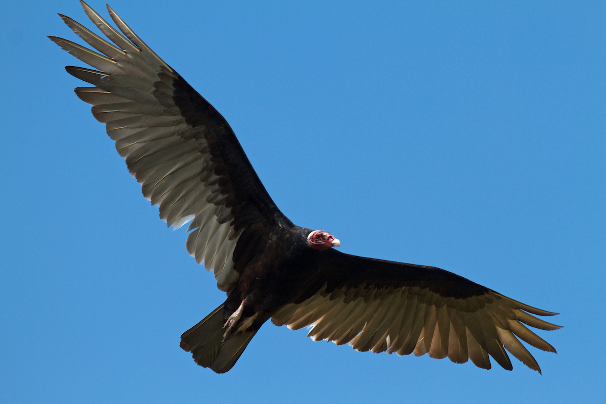 Turkey Vulture (Tropical) - ML119649381