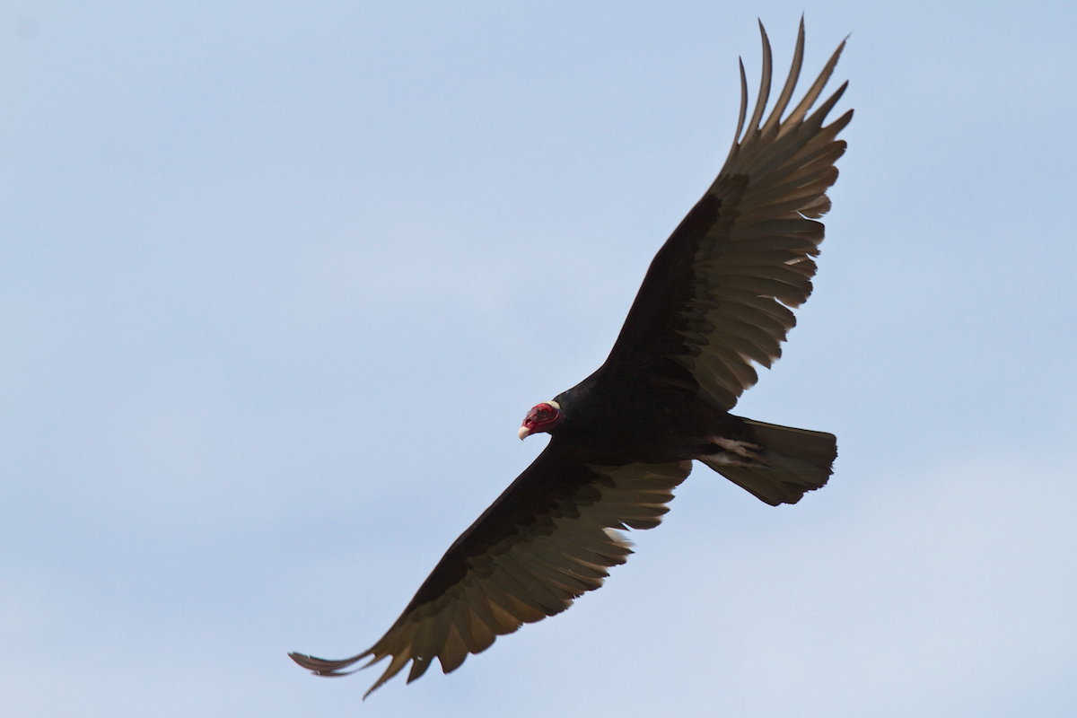 Turkey Vulture (Tropical) - ML119649391