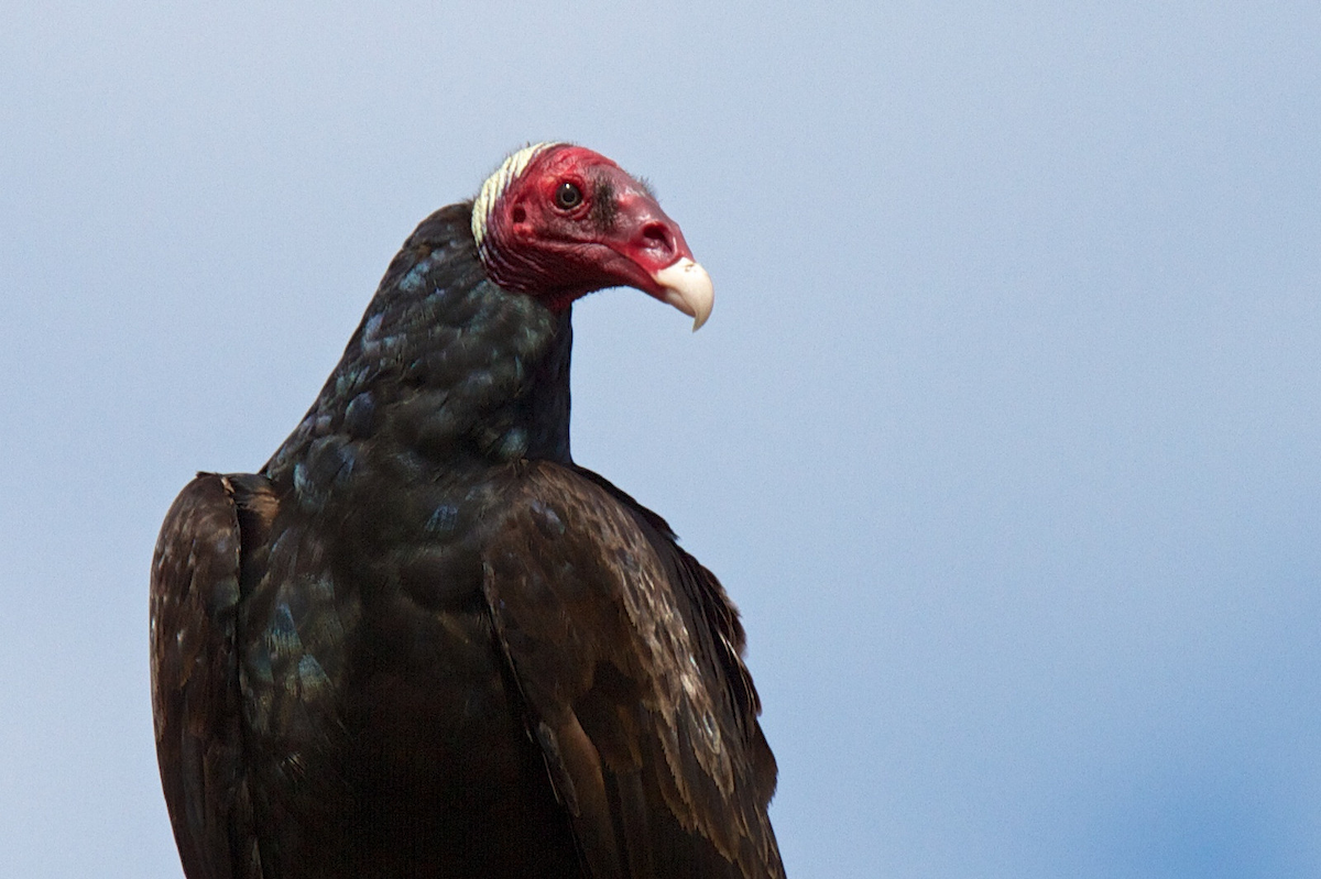 Turkey Vulture (Tropical) - ML119649411
