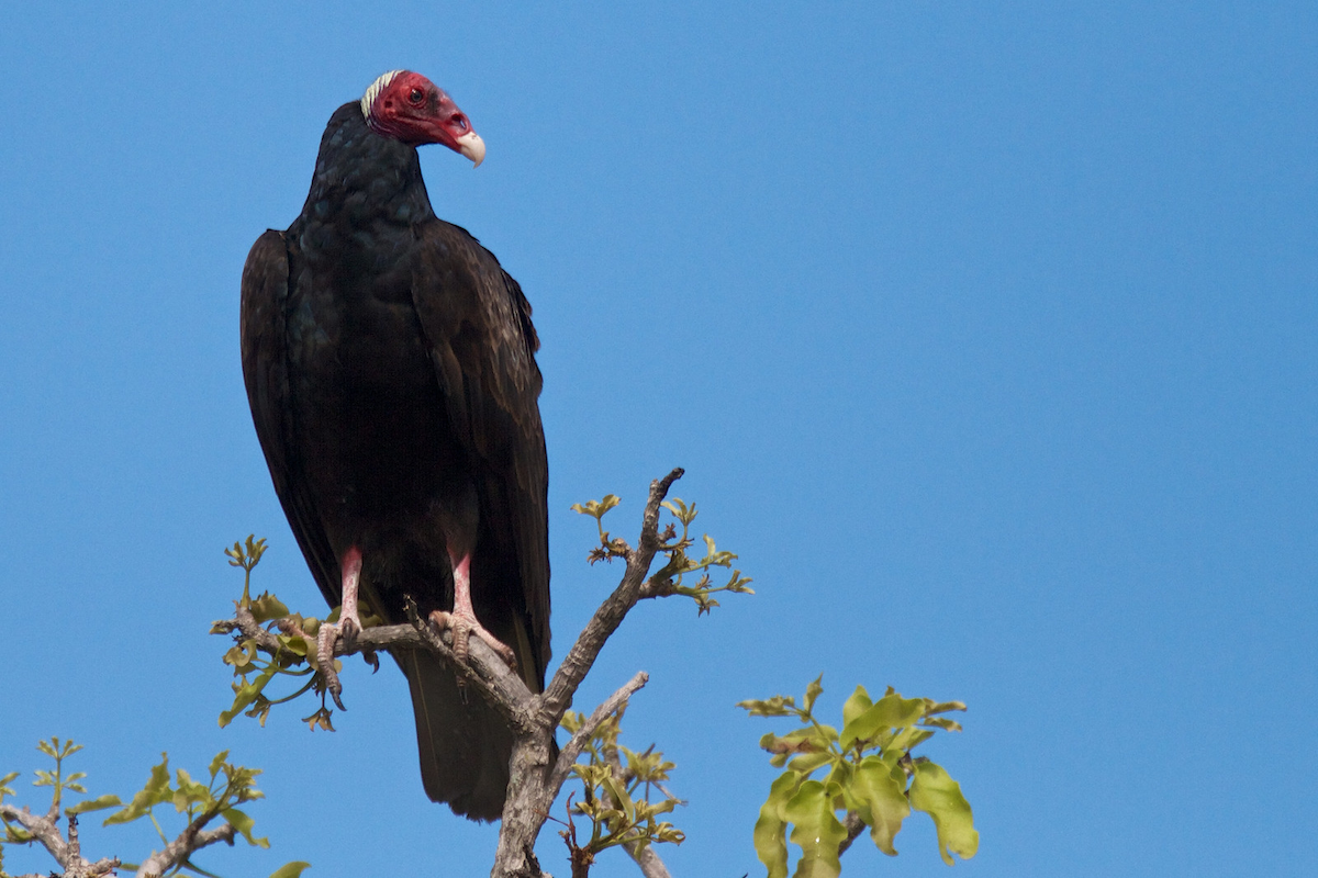 Turkey Vulture (Tropical) - ML119649431