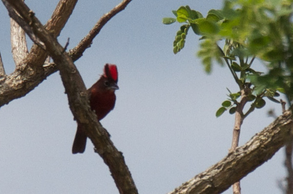 Red-crested Finch - Robert Tizard