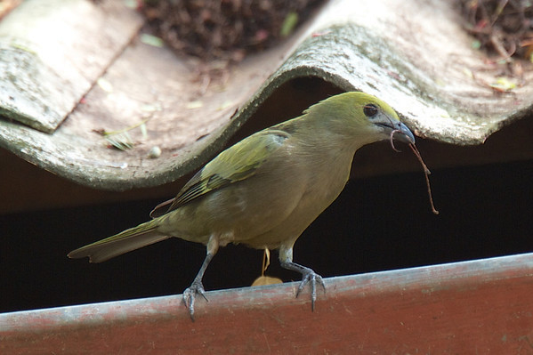 Palm Tanager - ML119649981