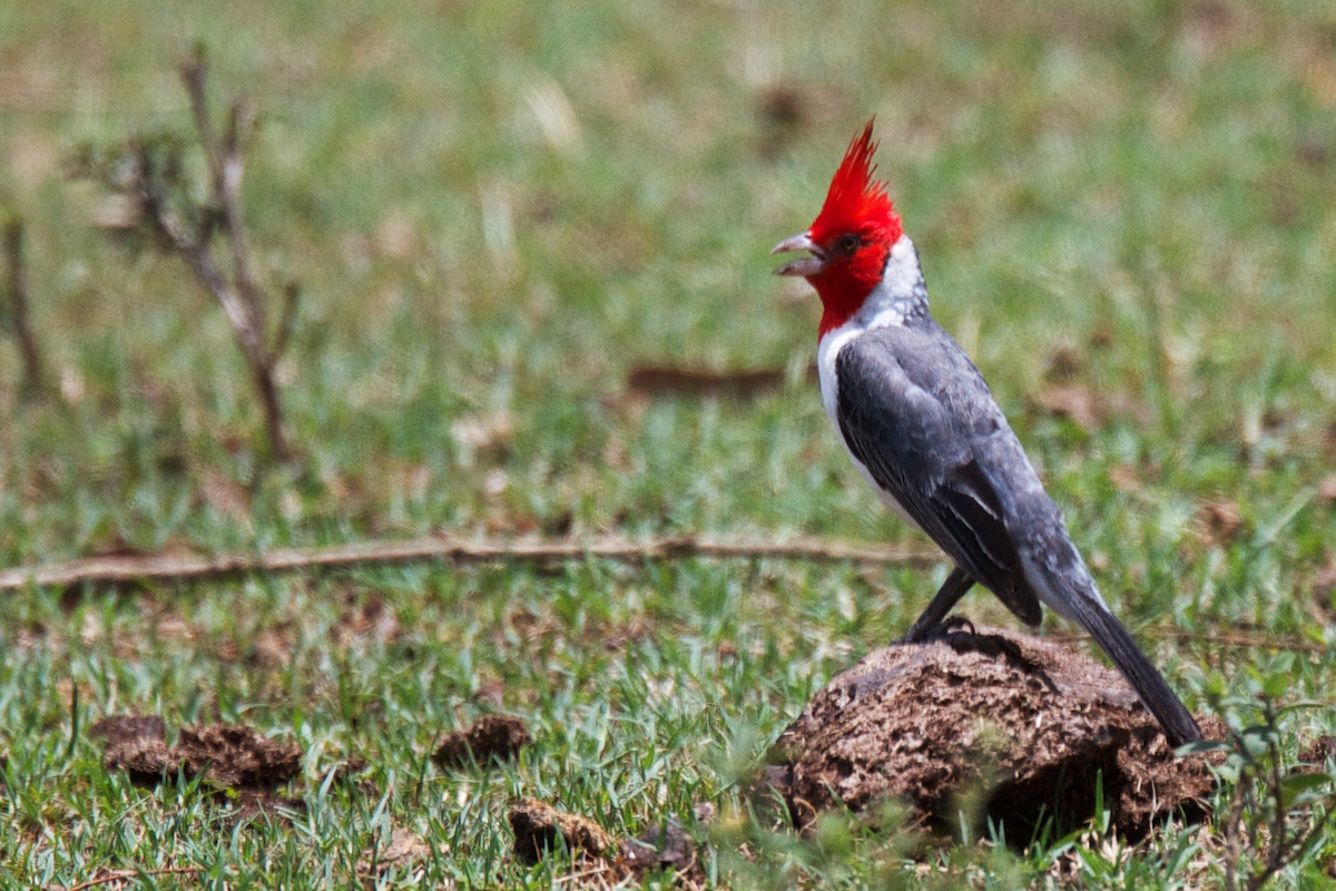 Red-crested Cardinal - ML119650011