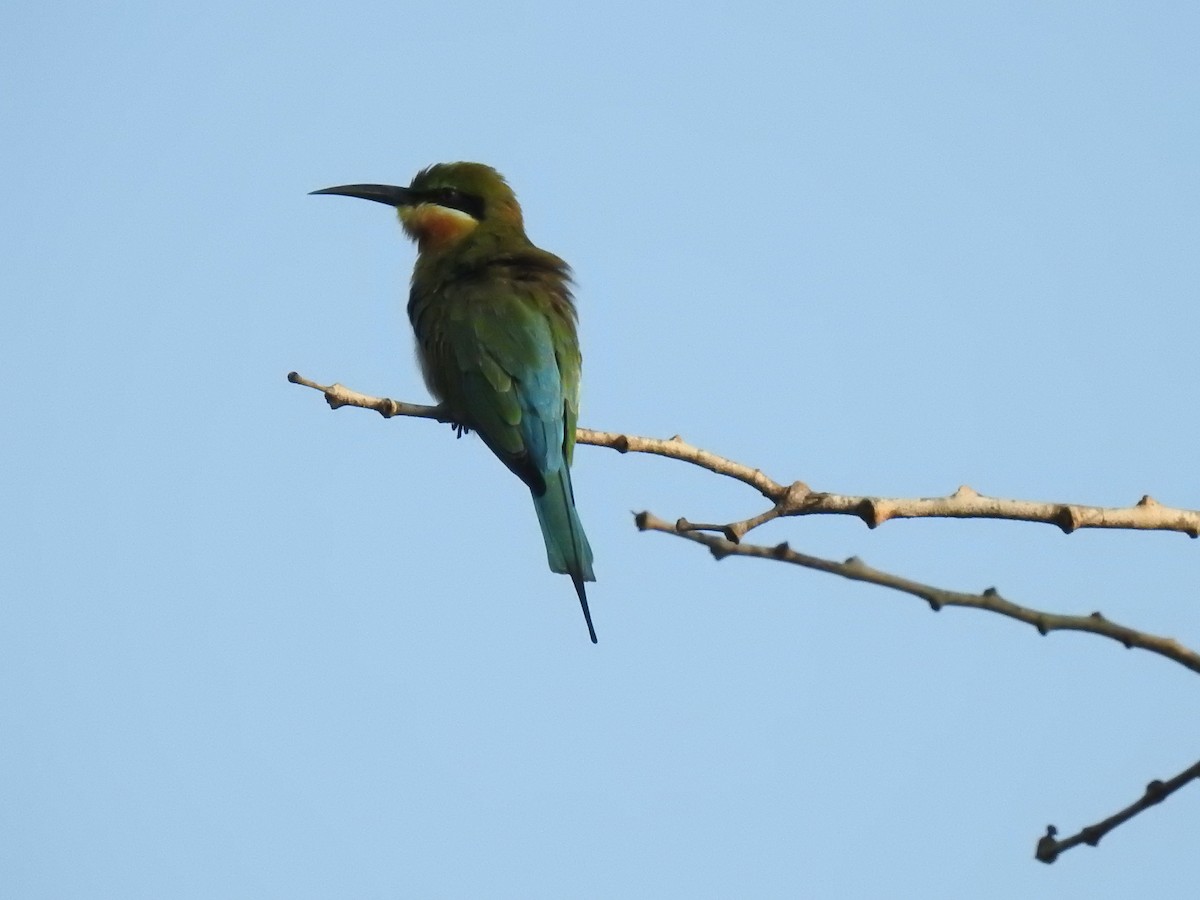 Blue-tailed Bee-eater - ML119650701