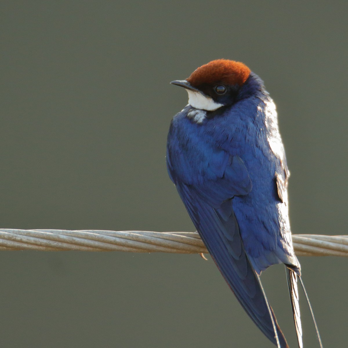 Wire-tailed Swallow - ML119651251