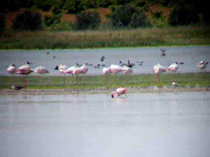 Lesser Flamingo - Hugo Sánchez