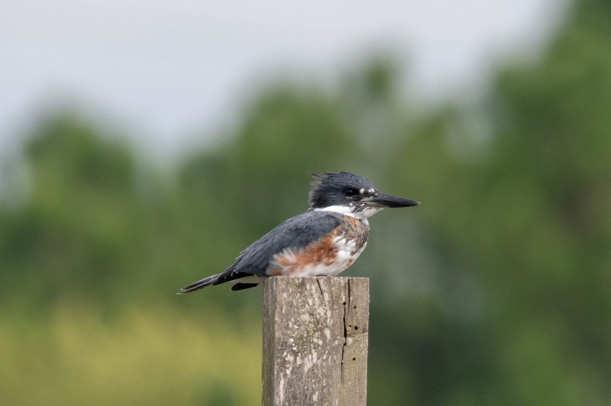 Belted Kingfisher - Philip Robinson